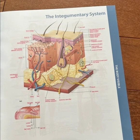 Human Body textbook - Picture 10 of 11